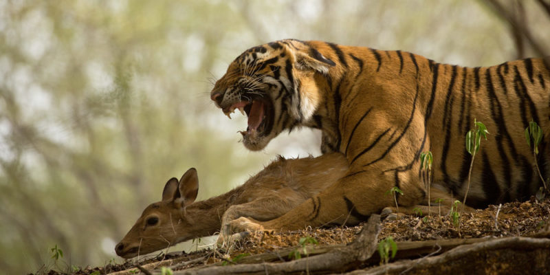tigre - depredador