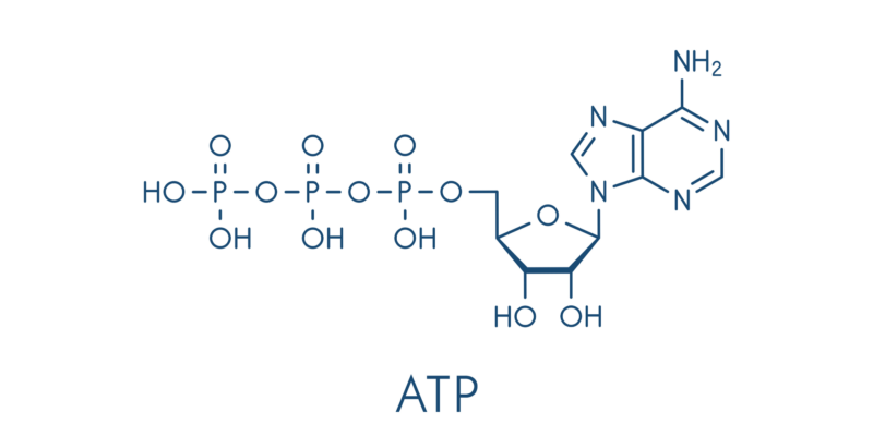 ATP - azúcares
