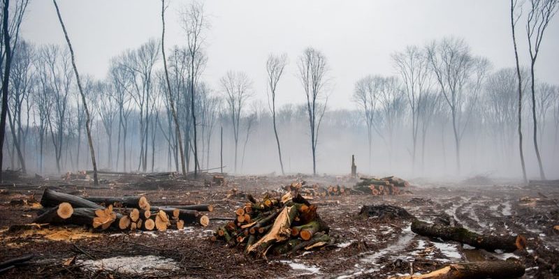Deforestación: causas, consecuencias y características