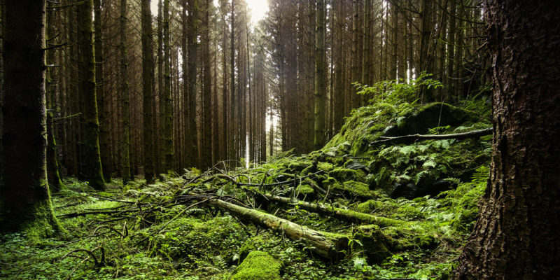 Bosque - deforestación - Suecia
