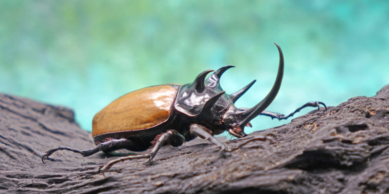 escarabajo - insectos