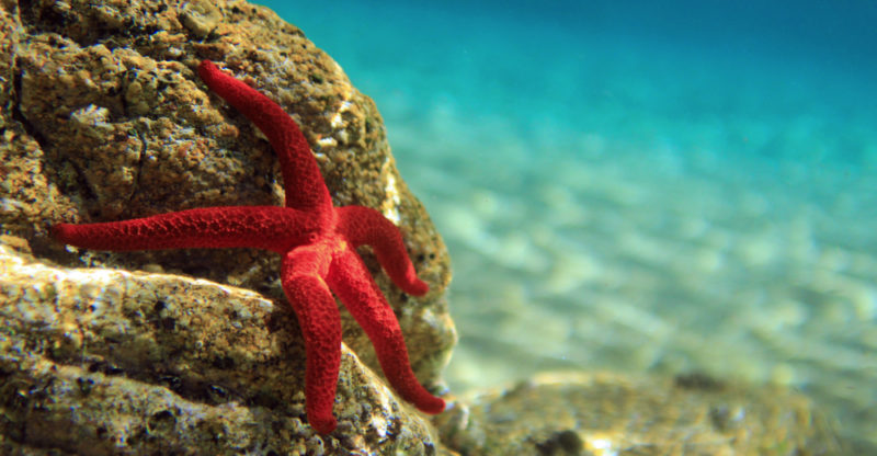 Estrellas de Mar: hábitat, reproducción y características