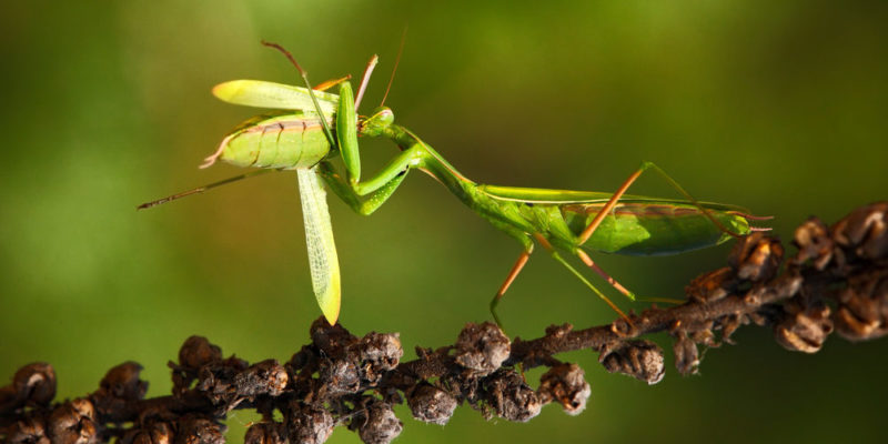 insectos - mantis religiosa