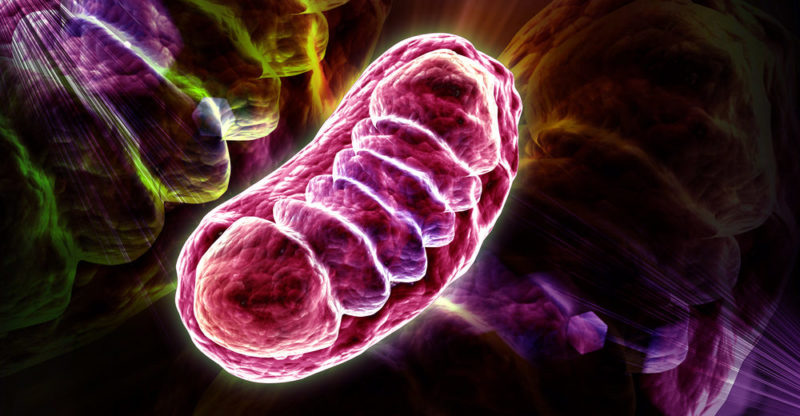 Célula vegetal - mitocondria