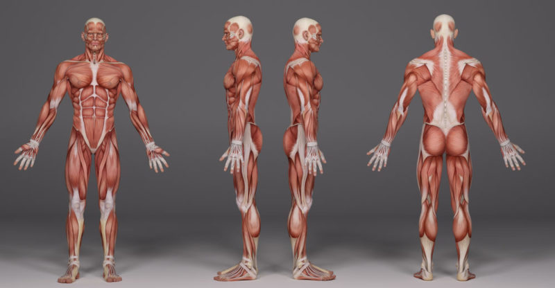 Músculos - cuerpo humano