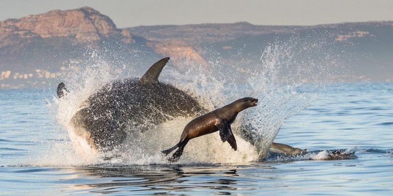 presas depredadores foca tiburon