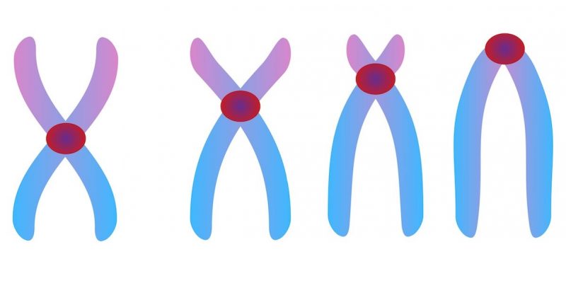 cromosoma tipos de centromero