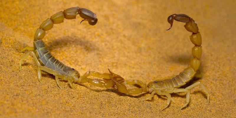 escorpion reproduccion danza