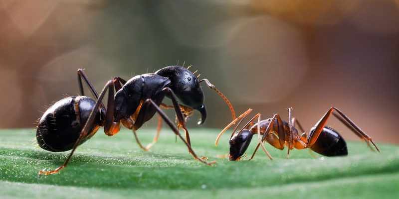 hormigas soldado obrero