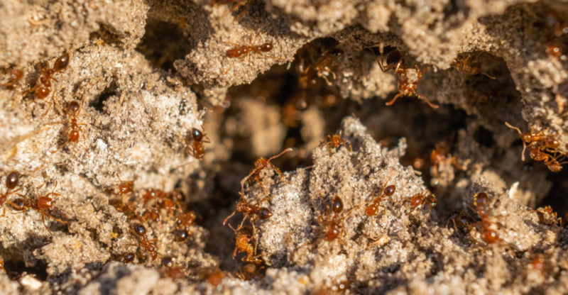 hormigas - hormiguero
