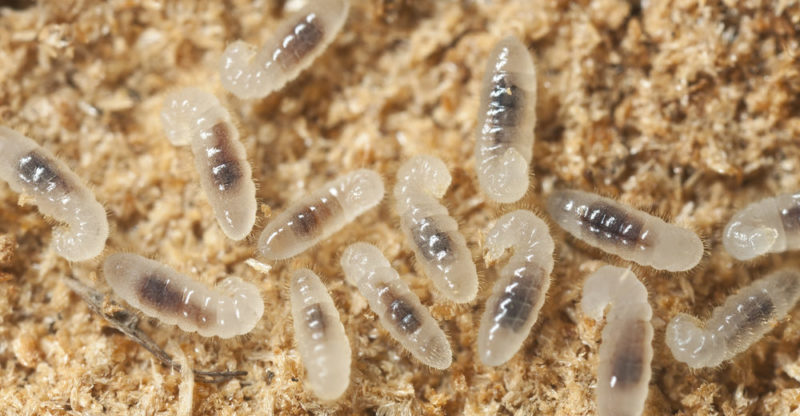 larvas - hormigas