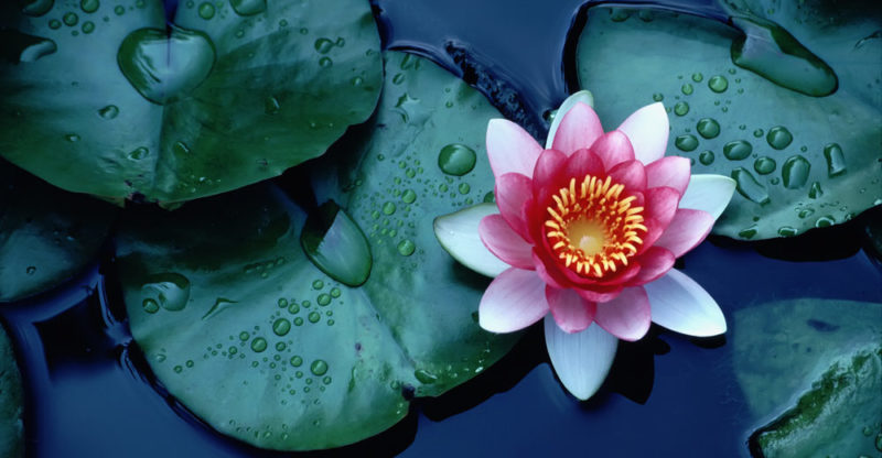 plantas - flor de loto
