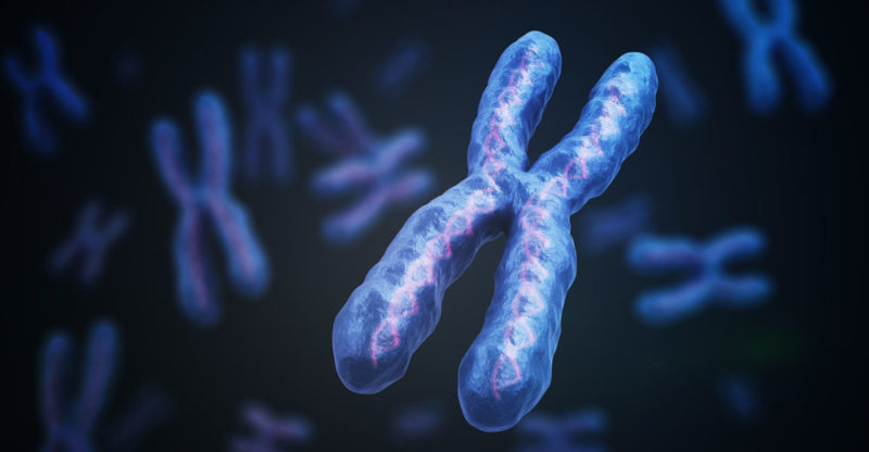 célula procariota - cromosoma