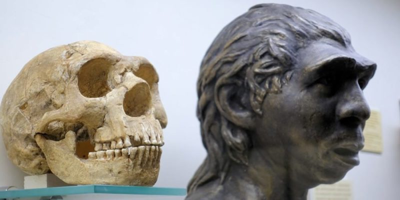 hombre de neandertal craneo