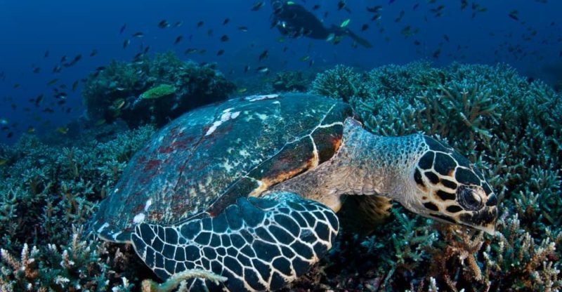 parque nacional de komodo 10-3 arrecife coral bucear