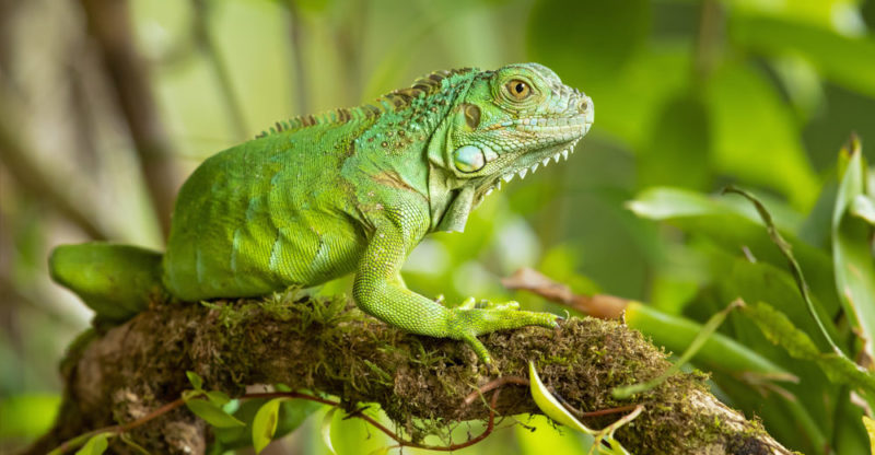 zoología - reptiles - anfibios