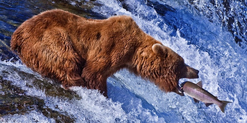 Un oso marrón atrapa un pez en un río de Alaska.