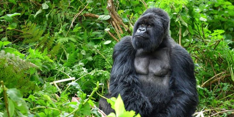 hominidos ejemplos gorila