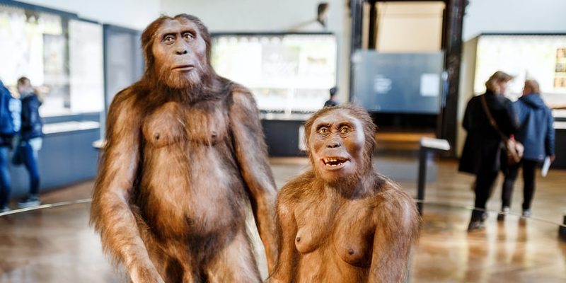 homininos homo erectus