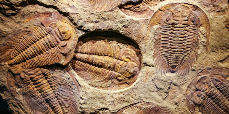 Fósiles de trilobites