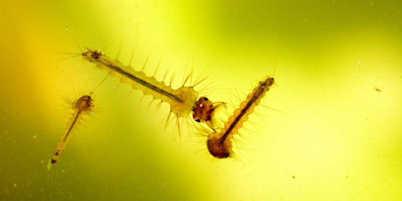 mosquito - larva