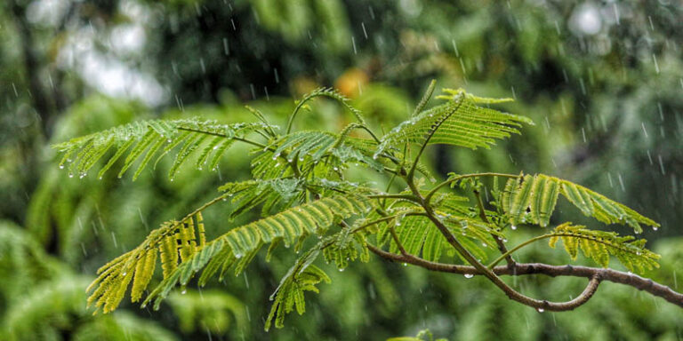 Rain What It Is Types Formation And Characteristics rain-what-it-is-types-formation-and-characteristics