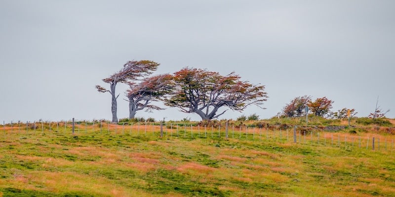 En el paisaje patagónico los árboles son moldeados por el viento.