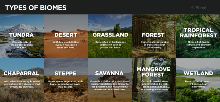 Biomes what they are, their characteristics