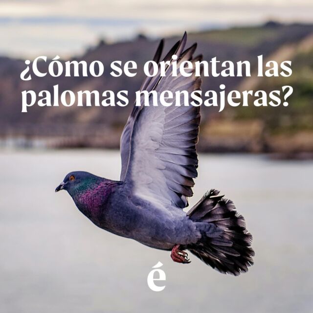 ¿Alguna vez te preguntaste cómo funciona el GPS de las palomas mensajeras? 

La palabra clave de este fenómeno es “magnetorrecepción”, una cualidad que tienen varios animales y que funciona como una brújula interna.

¿Conocías este dato?