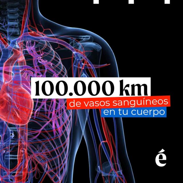 🌎 ¿Sabías que si pusiéramos todos los vaso sanguíneos de tu cuerpo en línea recta, llegarían a dar dos vueltas al mundo?

🫀 Nuestro corazón bombea unos cinco litros de sangre por minuto, que tarda 20 segundos en llegar a todo el cuerpo a través de los 100.000 kilómetros de vasos sanguíneos que tenemos en el cuerpo. 

¿Conocías este dato?